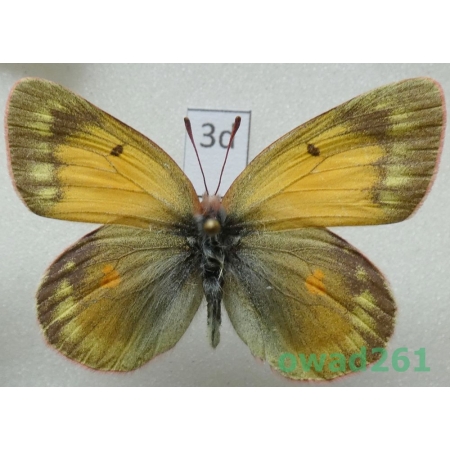 Colias canadensis Ferris, 1982 female Canada3d